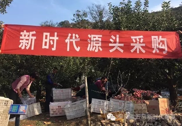 【五馬店產(chǎn)地直采】美味可口的沂源富士等您選！