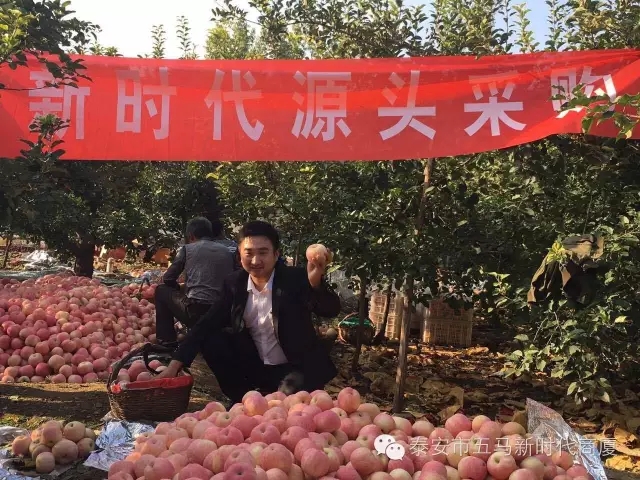 【五馬店產(chǎn)地直采】美味可口的沂源富士等您選！