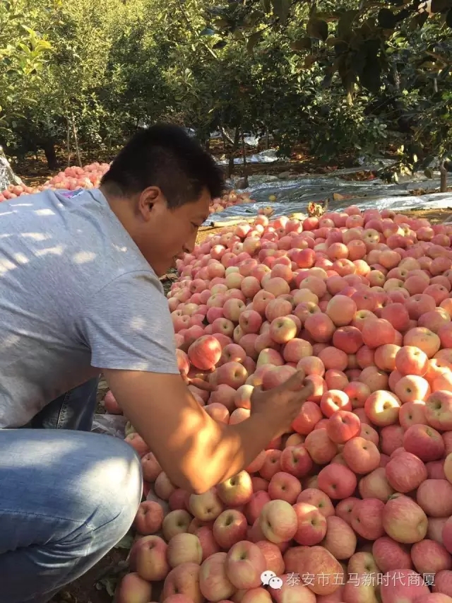 【五馬店產(chǎn)地直采】美味可口的沂源富士等您選！