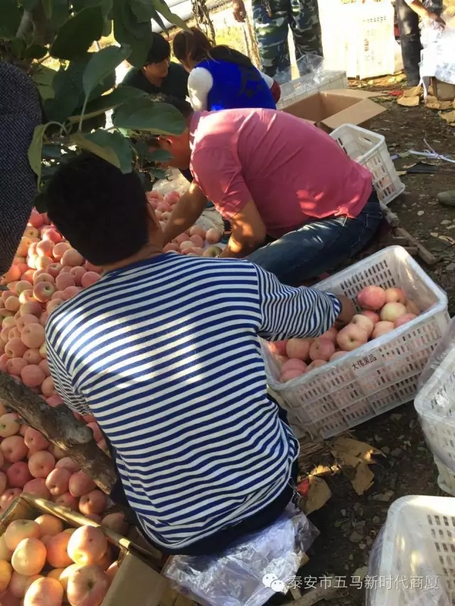 【五馬店產(chǎn)地直采】美味可口的沂源富士等您選！