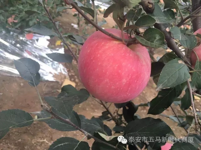 【五馬店產(chǎn)地直采】美味可口的沂源富士等您選！