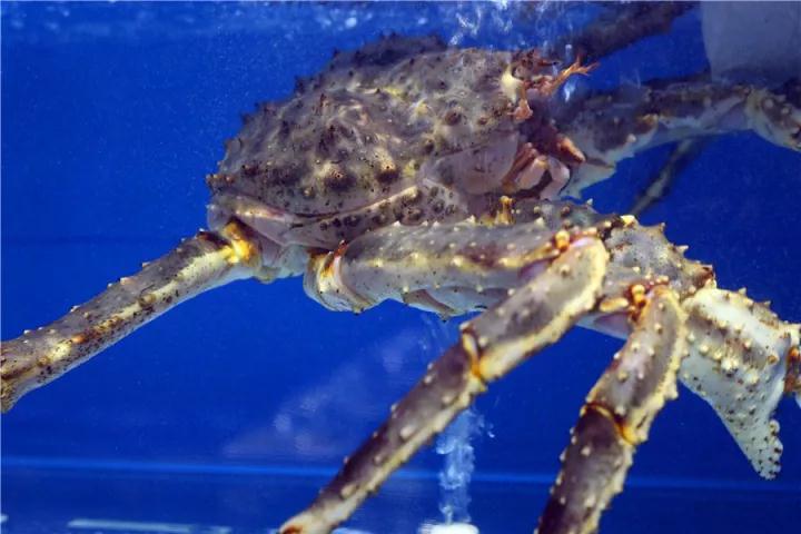 【時代儒商】膠東碼頭海鮮城淮揚菜、魯菜、海鮮超多美味！滿足您的味蕾~~